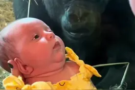 当大猩猩看到人类的孩子后，会有什么反应  #看动物世界品百味人生 #亲眼看到了动物世界里的场景 #万物有灵性愿万物苍生和谐共生 #动物世界神奇动物在抖音 #人与动物和谐共处视频封面