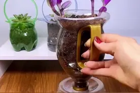 家里的瓶瓶罐罐简单改造一下种花种菜收纳物品方便又实用 #变废为宝 #手工#空瓶子的妙用 #生活小妙招 #自制花盆视频封面