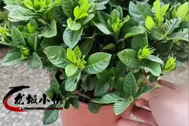 花市买的栀子花回家养不活？老花农一语道破原因，我们都被骗了