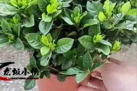 花市买的栀子花回家养不活？老花农一语道破原因，我们都被骗了视频封面