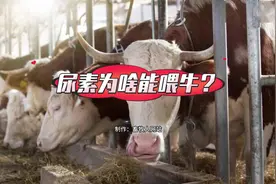 尿素为啥能喂牛？ #尿素喂牛  #肉牛养殖   #反刍饲料添加剂