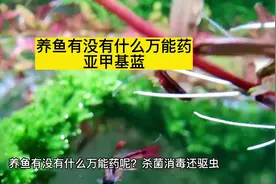 养鱼有没有什么万能药，亚甲基蓝了解下