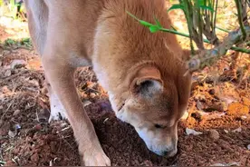 大圣：昨天埋在这里肉怎么不见了#中华田园犬视频封面