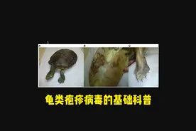 龟类疱疹病毒的全系列科普，肯定有纰漏