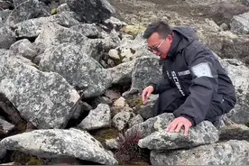 雪域红景天 喜马拉雅山脉海拔五千米发现生命里极强的高原红精灵红景天#神奇的大自然 #奇花异草 #红景天视频封面