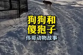 狗狗居然带回来一只傻狍子，这是什么意思？#人与动物和谐共处 #治愈系 #万物皆有灵性 #东北