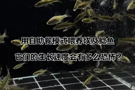 没想到这么小的埃及鲶鱼就这么凶猛，简直是恐怖如斯！#鲶鱼 #观赏鱼 #埃及塘鲺