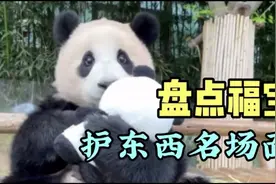 盘点福宝像人类小孩一样护东西的名场面#福宝 #大熊猫福宝视频封面