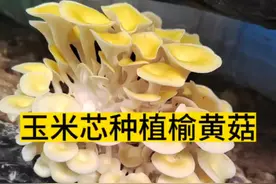 玉米芯种植榆黄菇，看完视频，有想种植的朋友可以在评论区留言#新农人计划2023 #蘑菇