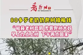 80多岁奶奶上树摘菜，“早上九点上树 下午两点回家”#爬树高手  #危险动作请勿模仿 #是时候展现真正的技术了 #河南dou知道视频封面