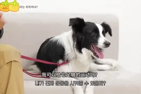 犬种百科|边境牧羊犬，智商第一，敏捷赛王者 #边牧 #狗 #宠物