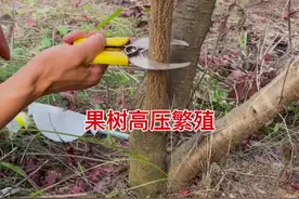 果树高压繁殖 用高压繁殖的方式不仅生根快，方法简单而且得到的都是超大苗，可以缩短开花结果的时间，大大的提高果农的效益，花友们学会了可以省下不少买苗钱#技术分享 #2024新农人计划 #农业技术推广 #高压繁殖 #生根