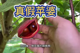 苹婆和假苹婆，区别在哪苹婆的种子，俗称九层皮，还是很好吃的视频封面