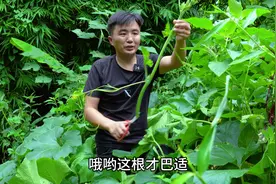 南瓜尖你们喜欢吃吗，徐三娃摘南瓜尖做2道菜，脆嫩爽口好吃下饭