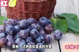 每天吃几颗西梅干，身体到底会发生什么变化？请耐心看完本条视频视频封面