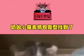 猫猫统治地球的第一步 让所有人都用上猫meme#猫meme #表情包 #柏林之声 #搞笑