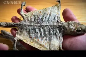 蛤蚧，又叫大壁虎、大守宫，你见过它吗？#科普一下 #涨见识