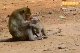 膏药猴2视频封面