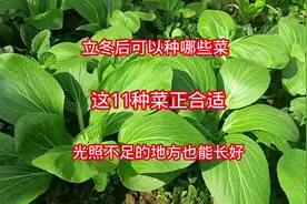 立冬后可以种哪些菜？这11种菜正合适，光照不足的地方也能长好