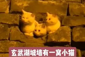 玄武湖城墙有一窝小猫 #歌曲不要慌太阳下山有月光#关爱流浪猫视频封面