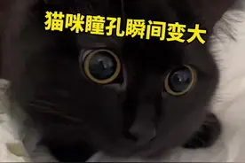 猫咪瞳孔变化速度有多快 #猫咪 #猫瞳孔 #瞳孔