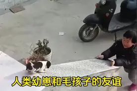 人类幼崽和毛孩子的友谊 #被萌娃和狗狗治愈了 #萌娃和萌宠视频封面