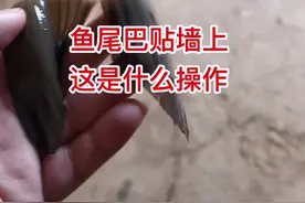 过年杀鱼，长辈们都习惯把鱼尾巴贴门上或墙上，你知道这是什么原因吗？#年味 #鱼尾 #传统习俗 