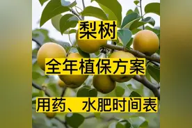 #全中学堂 梨树全年植保方案，打药施肥浇水时间表#梨树打药