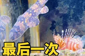 我养的鲨鱼不仅特能吃，还长得飞快 ……#海缸日记 #鲨鱼 #鲁伟学长视频封面