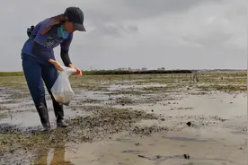 中华鲎，在地球上生存了差不多4亿年，国家二级保护动物