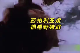 #西伯利亚虎大战八百斤野猪王，一场猛兽之间的激烈对决！视频封面