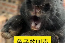山上下来一只黑色兔子，胆子太小，一碰就叫 山上下来一只黑色兔子，胆子太小，一碰就叫#兔子 #动物 #兔子叫声 #萌宠 #三农