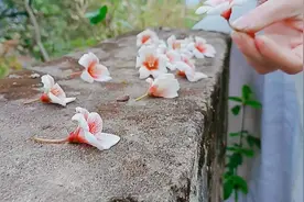 金堂舒家湾最美打卡季，满山遍野的桐子花，七里香竟相开放，公里视频封面