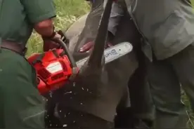你知道他们为什么要割掉犀牛的角吗 #犀牛 #看动物世界品百味人生 #动物世界看人生百态 #亲眼看到了动物世界里的场景视频封面