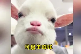 怎么有这么可爱的羊咩咩 #羊咩咩 #小动物们能有多治愈视频封面