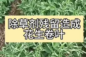 #花生卷叶#除草剂残留#二氯吡啶酸使用后种植花生间隔期视频封面