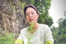 #青蒿#大自然的馈赠视频封面