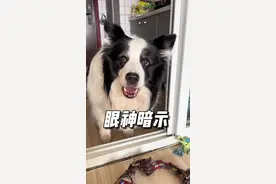 小狗邀请你一起玩的方式就是用眼神示意！你们家小狗都是怎样找你玩的呢？#边牧 #狗是狗边牧是边牧 #逗狗玩