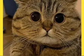 猫咪的反应速度有多快 #神奇动物在抖音 #内容启发搜索视频封面