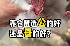 养仓鼠选公的好还是母的好？ 养仓鼠选公的好还是母的好？#金丝熊 #仓鼠 #养鼠日常分享