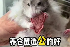 养仓鼠选公的好还是母的好？ 养仓鼠选公的好还是母的好？#金丝熊 #仓鼠 #养鼠日常分享