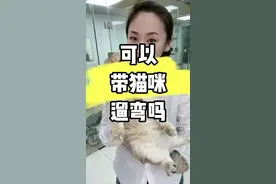 猫咪，真的能遛吗？#科学养宠攻略 #猫咪 #新手养猫技巧 #科学喂养 #萌宠