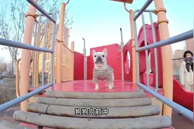 老白菜与独木桥的故事#法斗 #狗狗 #萌宠日常记录 #萌宠出道计划视频封面