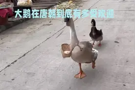 大鹅在唐朝到底有多受欢迎#鹅是靠什么认主人视频封面