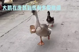 大鹅在唐朝到底有多受欢迎#鹅是靠什么认主人视频封面