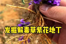 发掘解毒草紫花地丁 它的根像钉子一样深深地插在土壤里，在春天开出紫色的小花，所以叫紫花地丁，你的家乡怎么叫它呢？#大自然的馈赠 #紫花地丁 #一日一植物 @抖音短视频视频封面