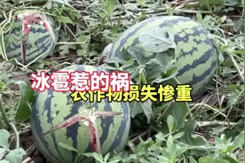 冰雹雨过后，农作物都遭殃了，瓜果损失惨重 #农村生活 #水果视频封面