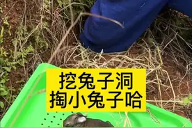 挖兔子洞抓小兔子，自家山上养的就是好抓 挖兔子洞抓小兔子，自家山上养的就是好抓#动物 #兔子 #三农 #养兔子方法 #抖音助农视频封面