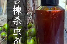 古时候的杀虫剂是用什么做的呢 这种苦楝子，小时候很多人玩过，它有一定的毒性，在古时候会被这样用来做成天然杀虫剂视频封面