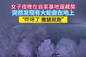 女子夜晚在自家基地遛藏獒，突然发现 有大蛇盘在地上视频封面